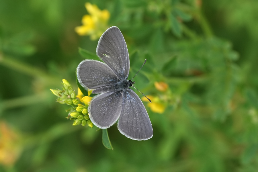 6362_Dwergblauwtje - Plitvice N.P. (Kroatia).jpg